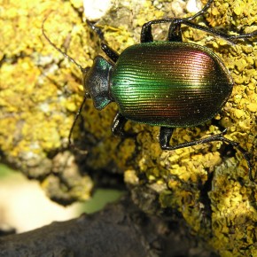 Texturas de la naturaleza