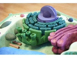 SLD_proyectos_maq_bio_celu_04