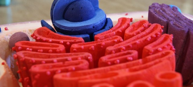 proyectos_maq_bio_celu_08